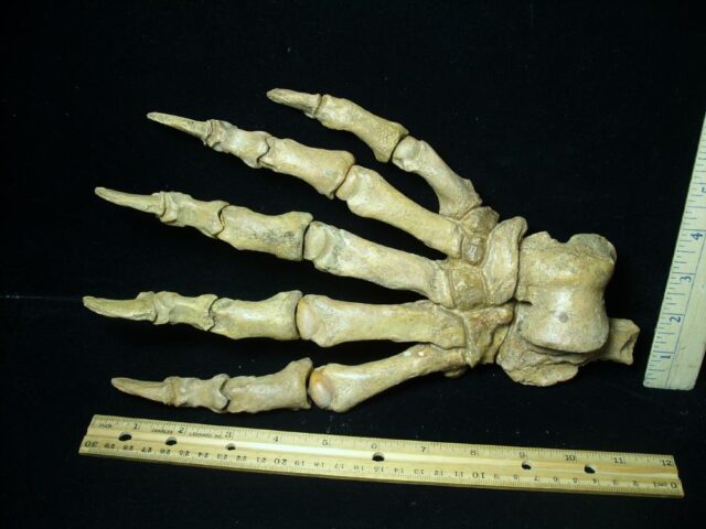 Extra Large Fossilized Cave Bear Foot (091222g) - Image 2