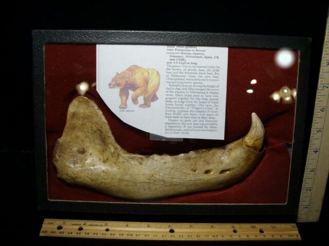 Fossilized Cave Bear Lower Right Jaw (091222k)