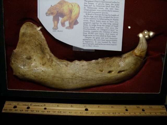 Fossilized Cave Bear Lower Right Jaw (091222k) - Image 2