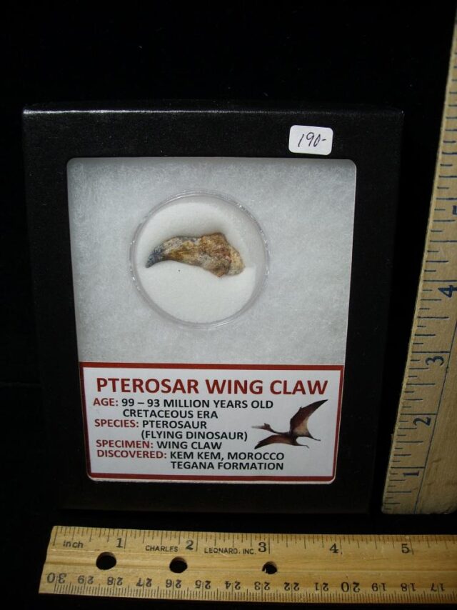 Pterosaur Wing Hand Claw  (091322a)