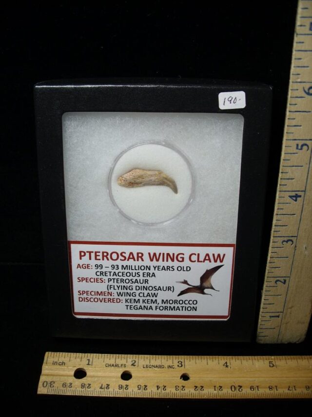 Pterosaur Wing Hand Claw  (091322b)