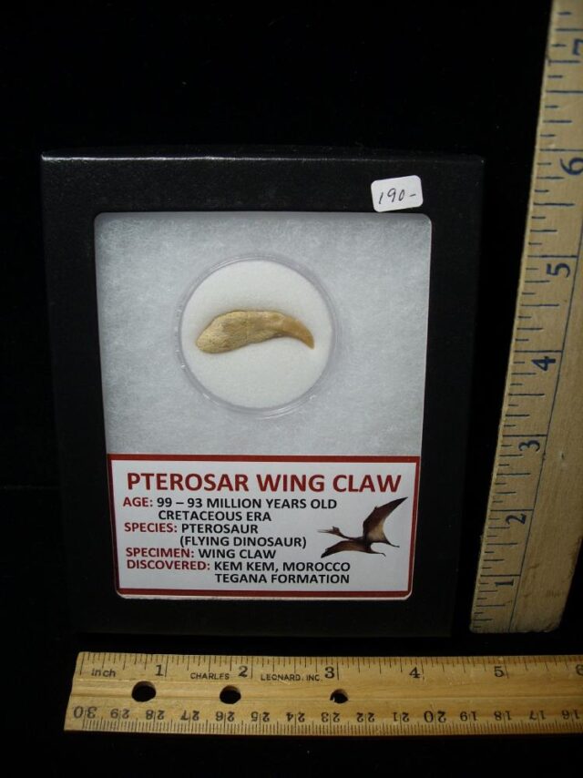 Pterosaur Wing Hand Claw  (091322c)