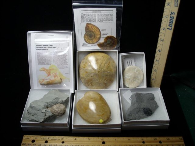 7 Count Beginners Fossil Kit (091322e)