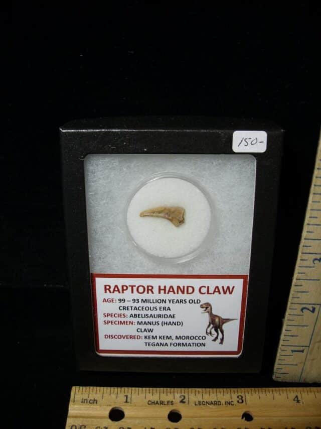Raptor  Dinosaur  Hand Claw  (091422e)