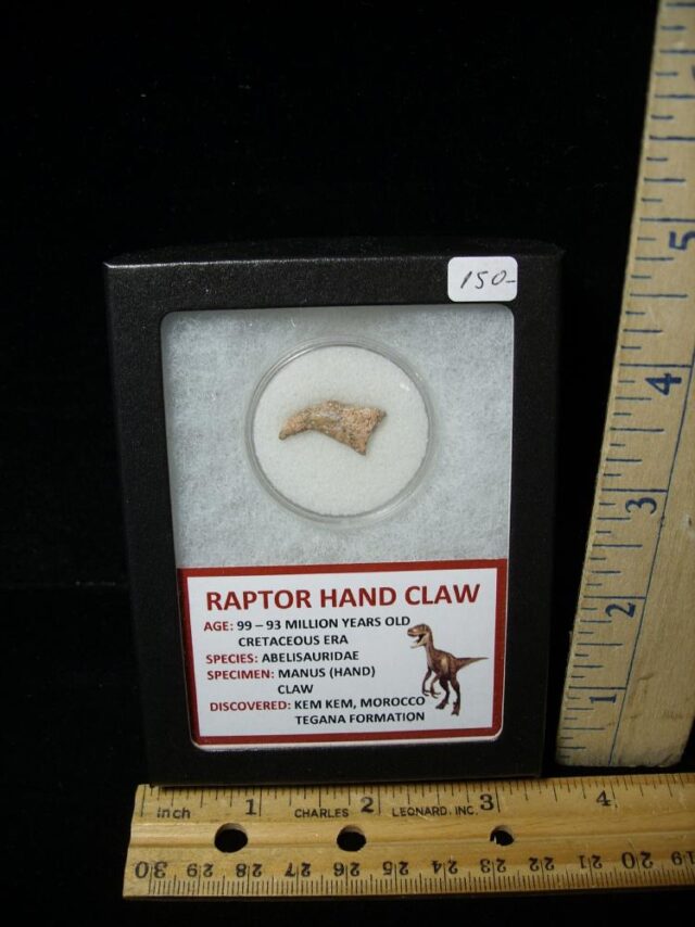 Raptor  Dinosaur  Hand Claw  (091422f)