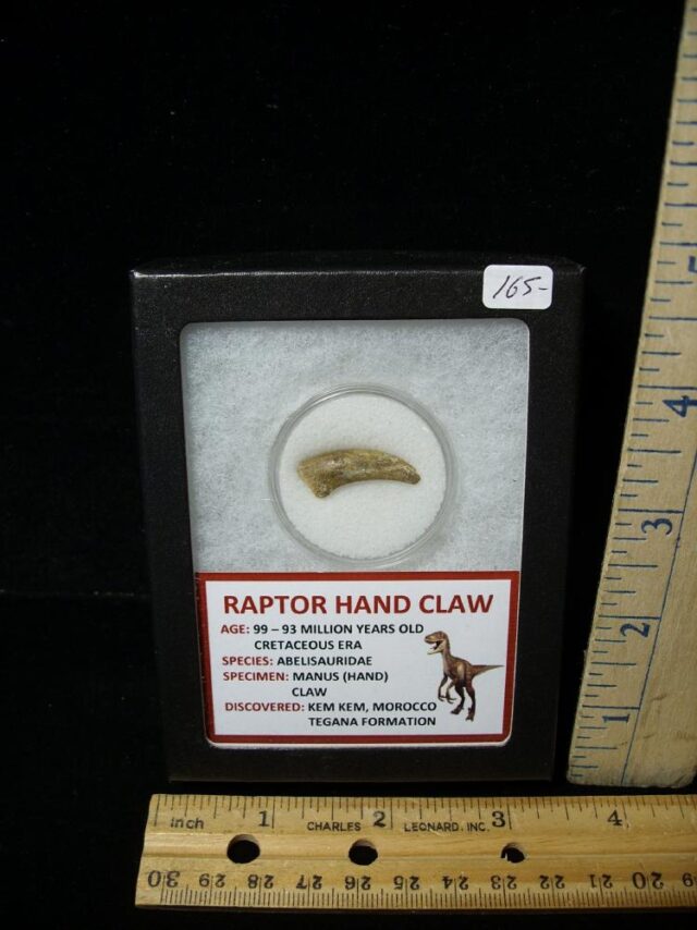 Raptor  Dinosaur  Hand Claw  (091422g)