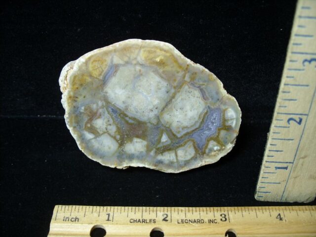 Dinosaur Coprolite  (Poop) (091422h)
