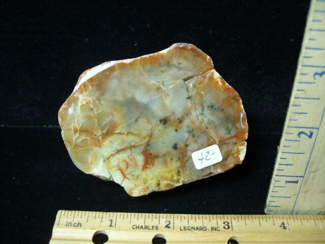 Dinosaur Coprolite  (Poop) (091422j)