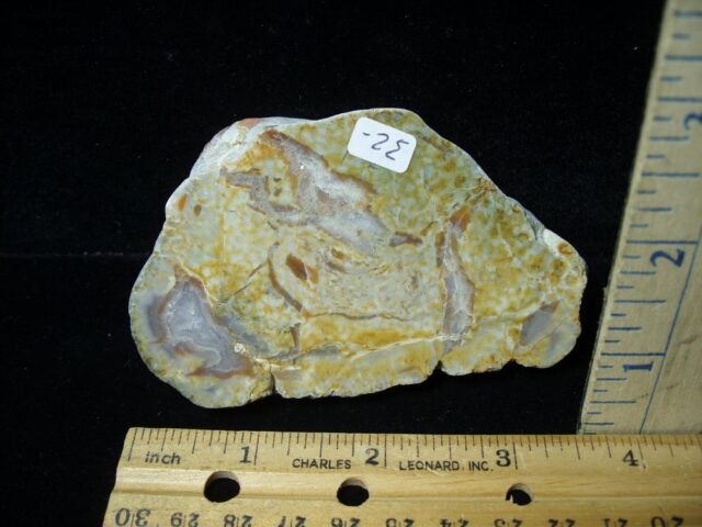 Dinosaur Coprolite  (Poop) (091422k)