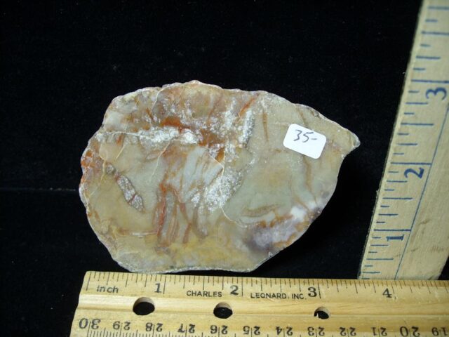 Dinosaur Coprolite  (Poop) (091422n)
