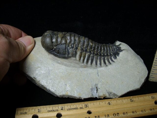 Fossilized Trilobite – Crotalocephalina (091522a) - Image 2