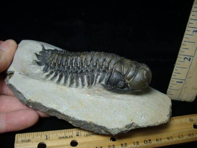 Fossilized Trilobite – Crotalocephalina (091522a) - Image 3