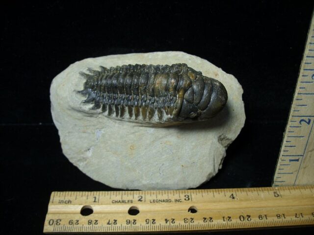 Fossilized Trilobite – Crotalocephalina (091522b)