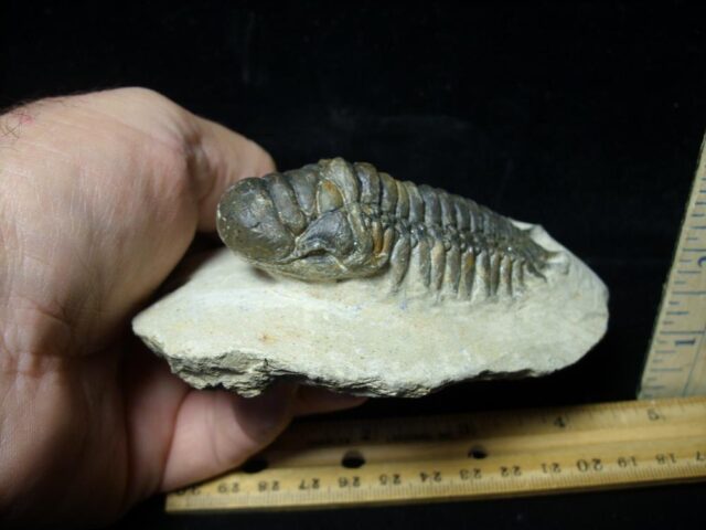 Fossilized Trilobite – Crotalocephalina (091522b) - Image 2