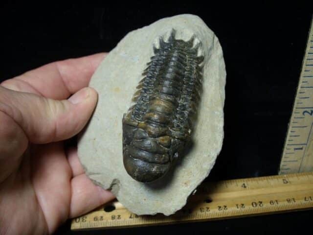 Fossilized Trilobite – Crotalocephalina (091522b) - Image 3