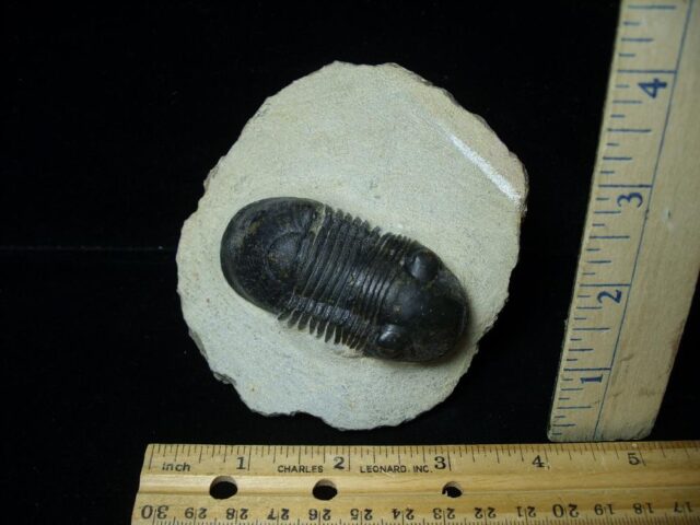 Fossilized Trilobite – Paralejurus  (091522e) - Image 3
