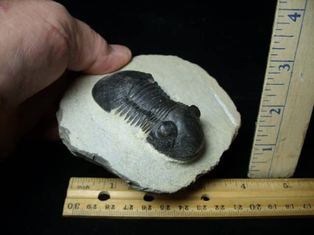 Fossilized Trilobite – Paralejurus  (091522e) - Image 2