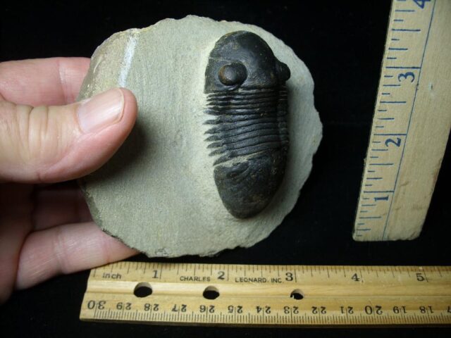 Fossilized Trilobite – Paralejurus  (091522e)