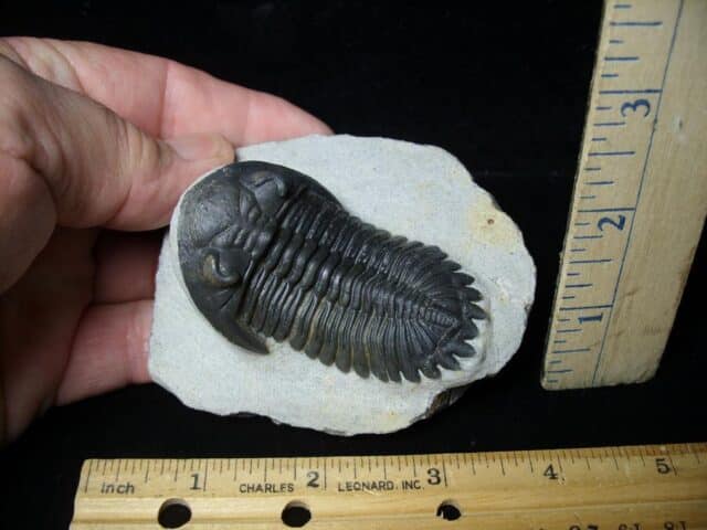 Fossilized Trilobite – Hollardops sp. (091522g)
