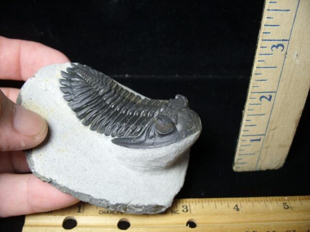 Fossilized Trilobite – Hollardops sp. (091522g) - Image 2