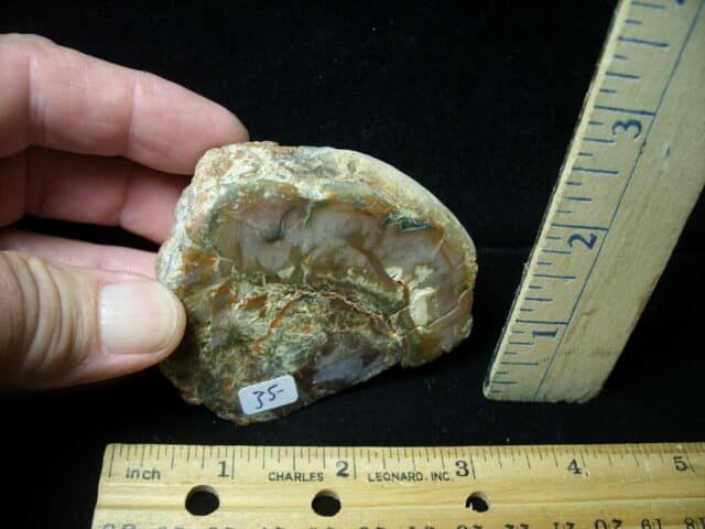Dinosaur Coprolite  (Poop) (092022a)
