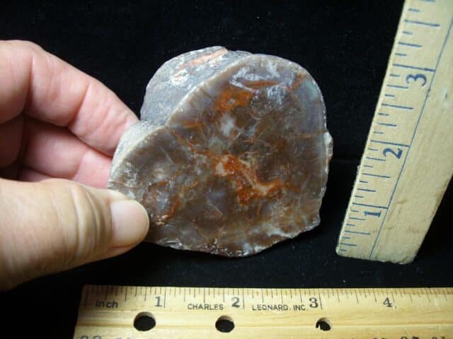 Dinosaur Coprolite  (Poop) (092022c)