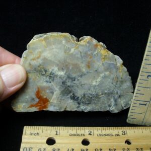 Dinosaur Coprolite  (Poop) (092022g)