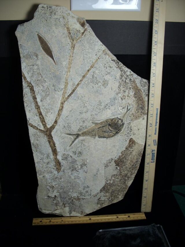 Aspirated  Fossil Fish  (091522m) - Image 3