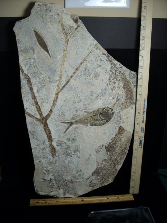 Aspirated  Fossil Fish  (091522m)