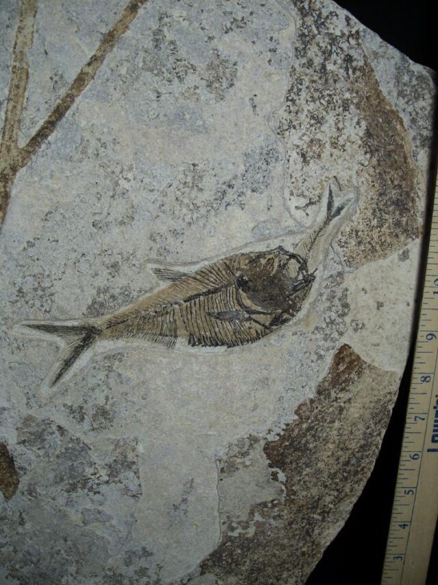 Aspirated  Fossil Fish  (091522m) - Image 2