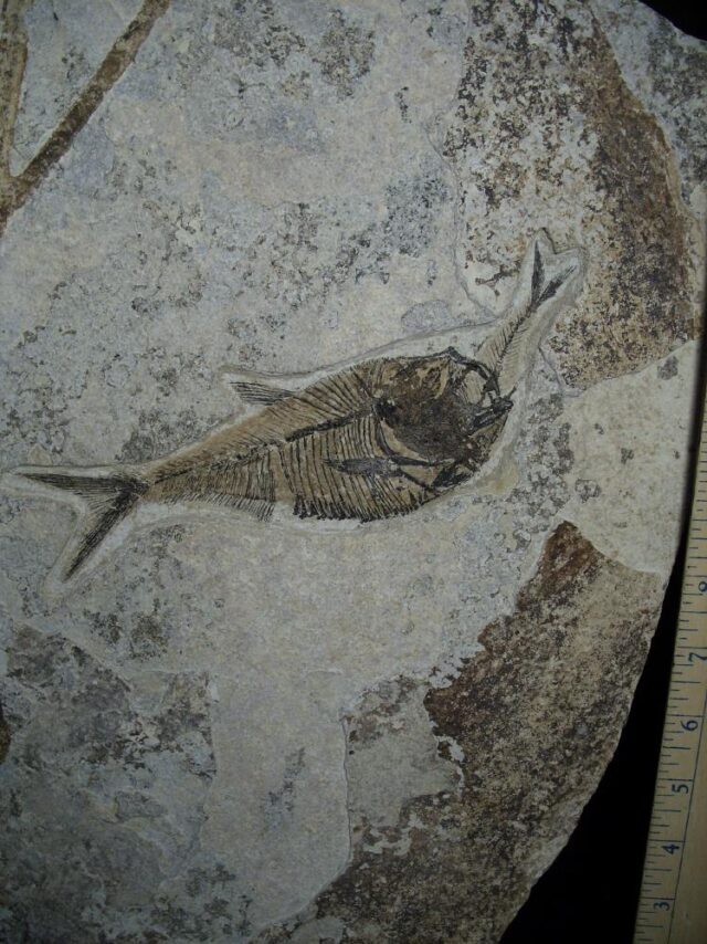 Aspirated  Fossil Fish  (091522m) - Image 4