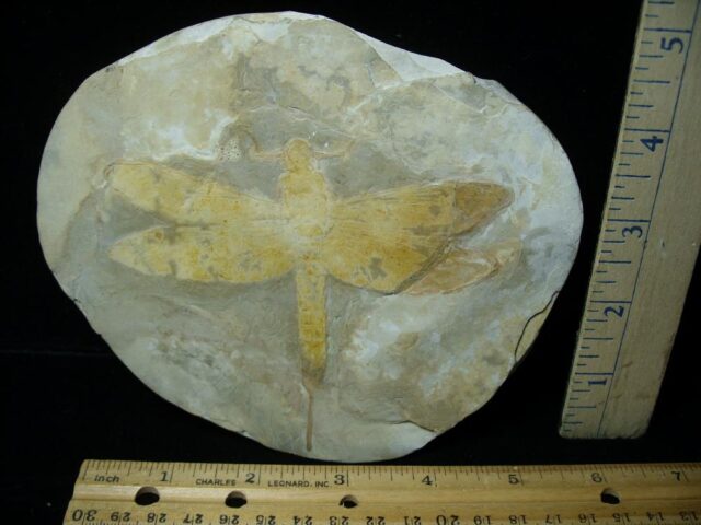 Near Complete Fossil Dragonfly (092022j