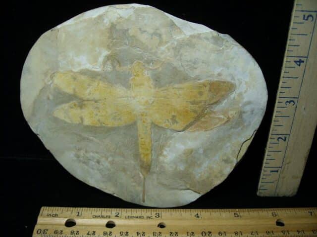 Near Complete Fossil Dragonfly (092022j - Image 2