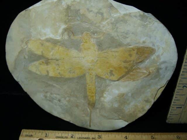 Near Complete Fossil Dragonfly (092022j - Image 3