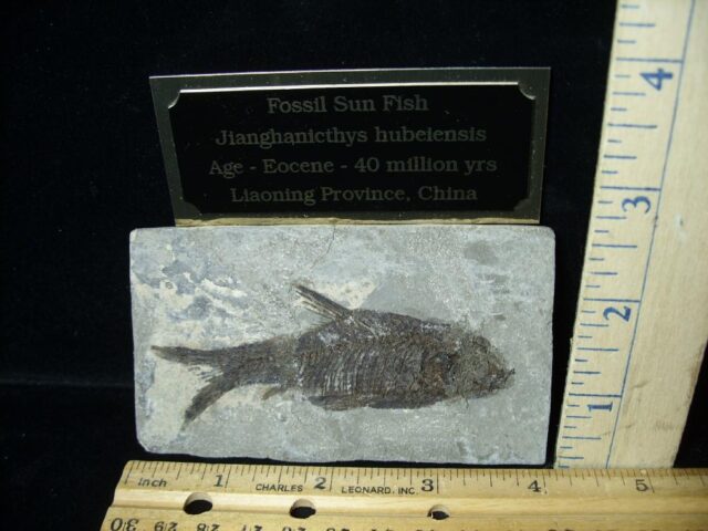 Fossil Sun Fish  (092322b)