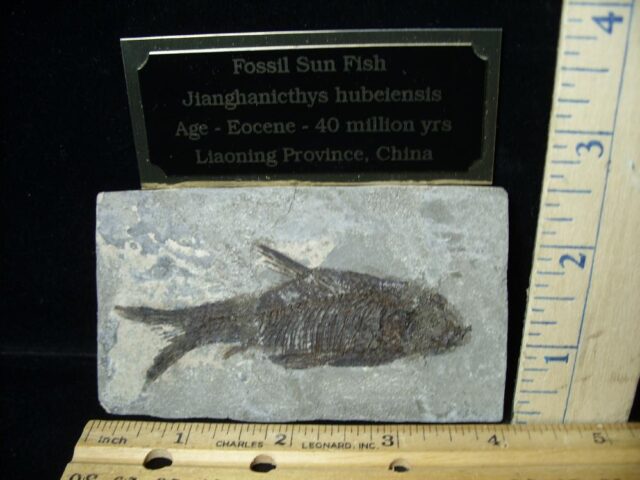 Fossil Sun Fish  (092322b) - Image 2