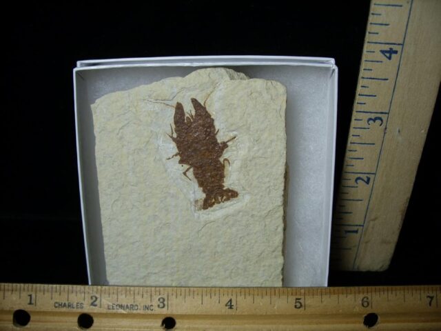 Fossil  Crayfish  (092322c) - Image 2