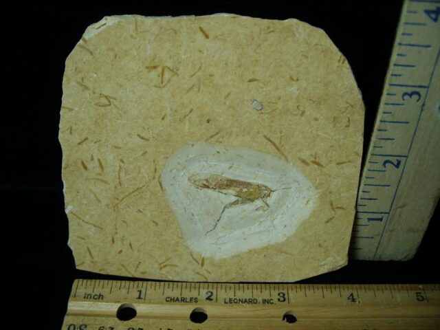 Fossilized “Grasshopper”  in Matrix  (092322e)