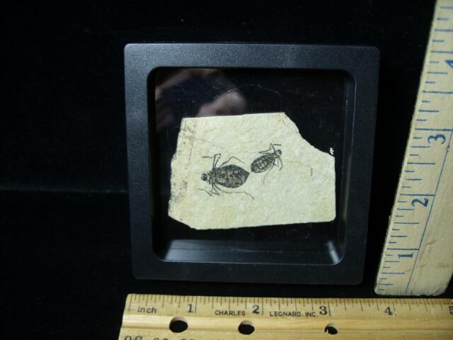 Two Complete Fossilized  Insects  (092322g)....ON HOLD for David Mc 09/24/22