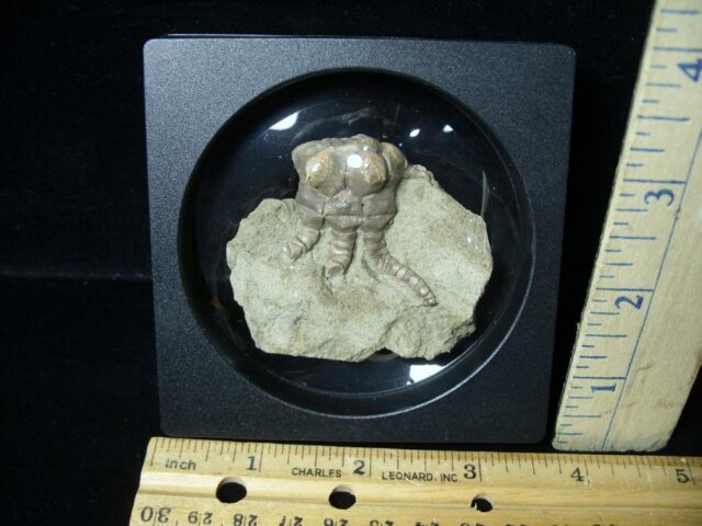 Jimbacrinus Crinoid in Matrix (092322h)