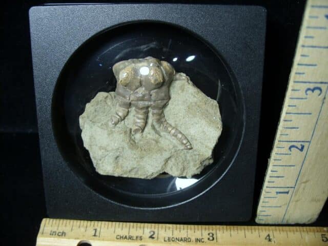 Jimbacrinus Crinoid in Matrix (092322h) - Image 2