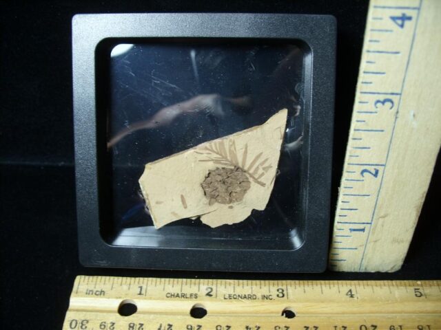 Prehistoric Fossilized  Redwood Branch and Sequoia Cone (092322j)