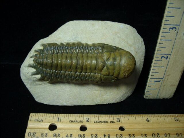 Fossilized Trilobite – Crotalocephalina (092522b)