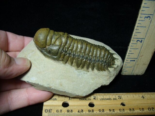 Fossilized Trilobite – Crotalocephalina (092522b) - Image 2