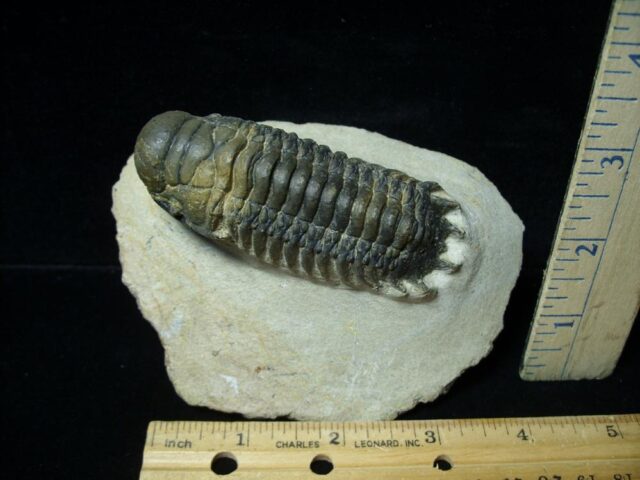 Fossilized Trilobite – Crotalocephalina (092522c)