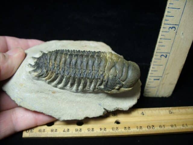 Fossilized Trilobite – Crotalocephalina (092522c) - Image 2