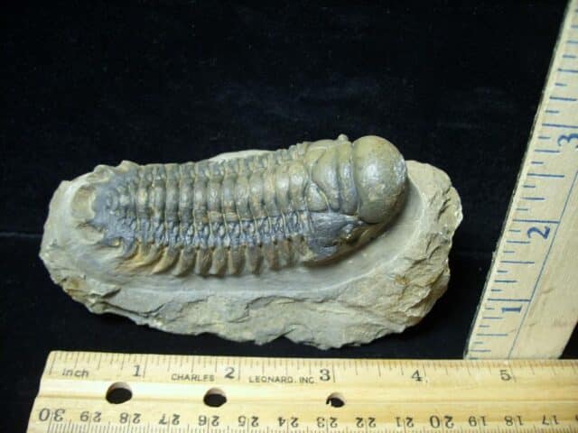 Fossilized Trilobite – Crotalocephalina (092522d)