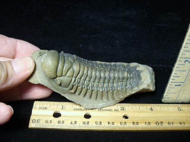 Fossilized Trilobite – Crotalocephalina (092522d) - Image 2