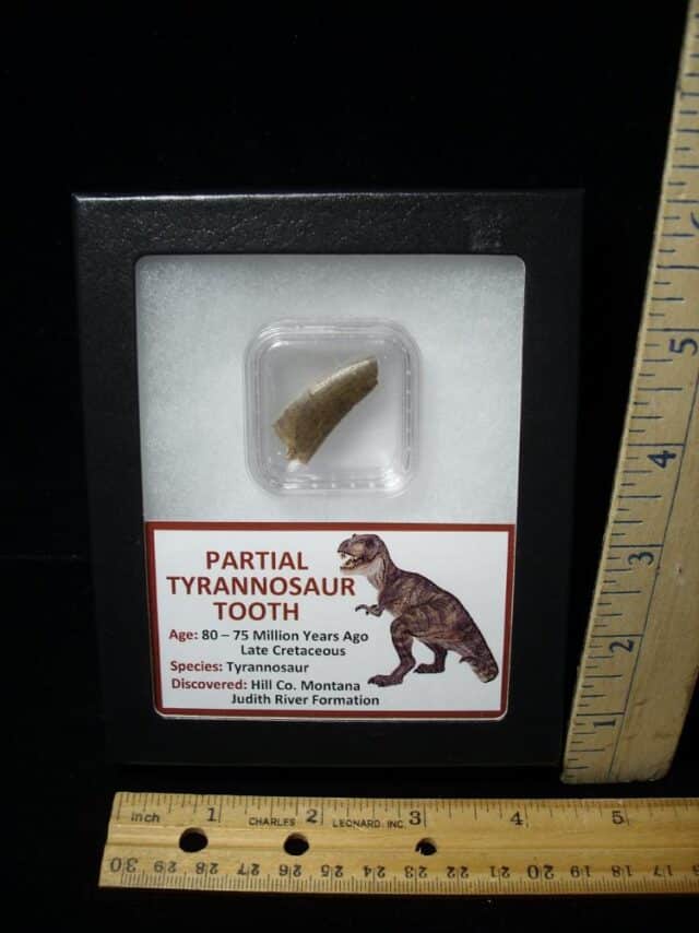 Tyrannosaurus Dinosaur Tooth Shard (100422c)