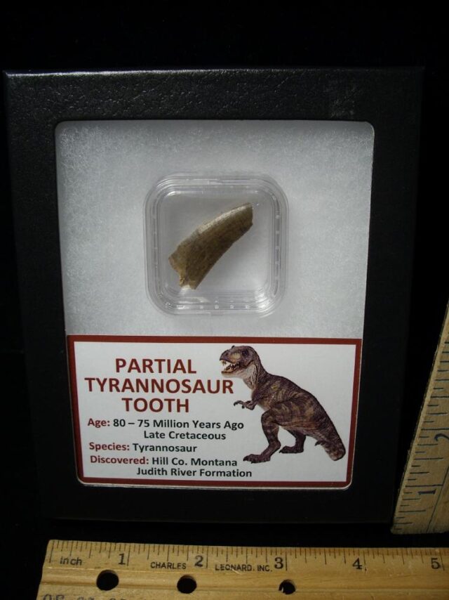 Tyrannosaurus Dinosaur Tooth Shard (100422c) - Image 2